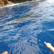 Image for article titled Review: Pentax W60 Waterproof Camera Catching Whale Sharks